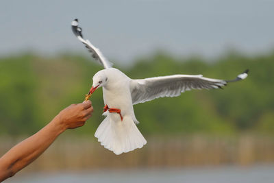 Close-up of hand holding bird flying against sky