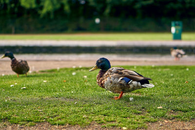 Birds on a field