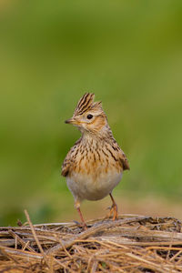 Close-up of a bird