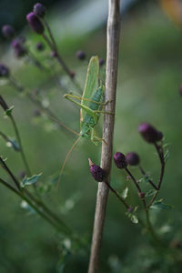 Close-up of insect on plant