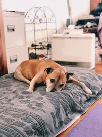 Dog sleeping on bed at home