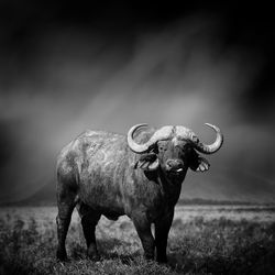 Dramatic black and white image of a buffalo on black background