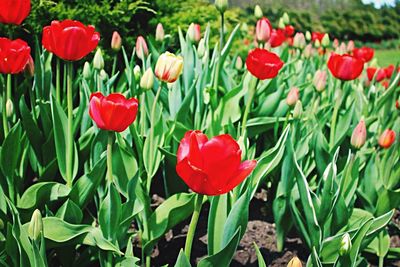 Close-up of red tulips blooming in field