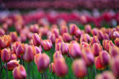 Close-up of pink tulips on field