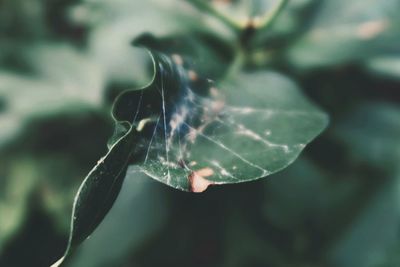 Close-up of a plant