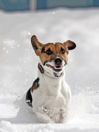 Jack russell terrier on snow