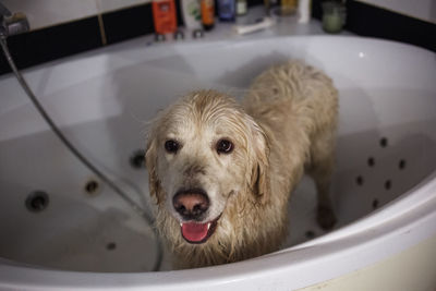 Portrait of dog in bathroom