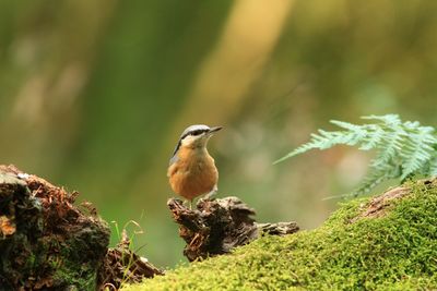 Close-up of bird perching on tree