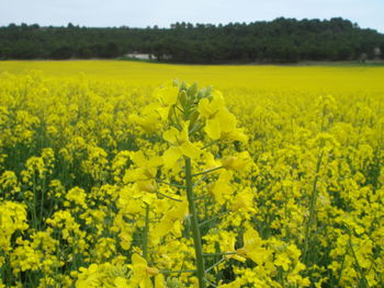 Yellow flowers growing in field