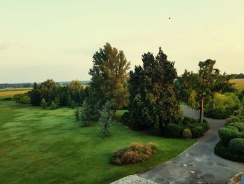 Trees growing on field against sky