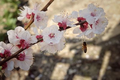 Close-up of pink flowers on branch