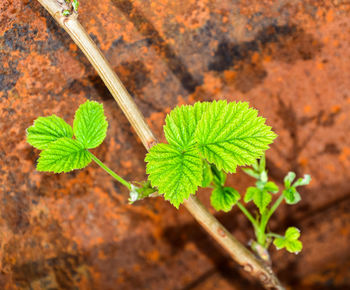 Close-up of plant