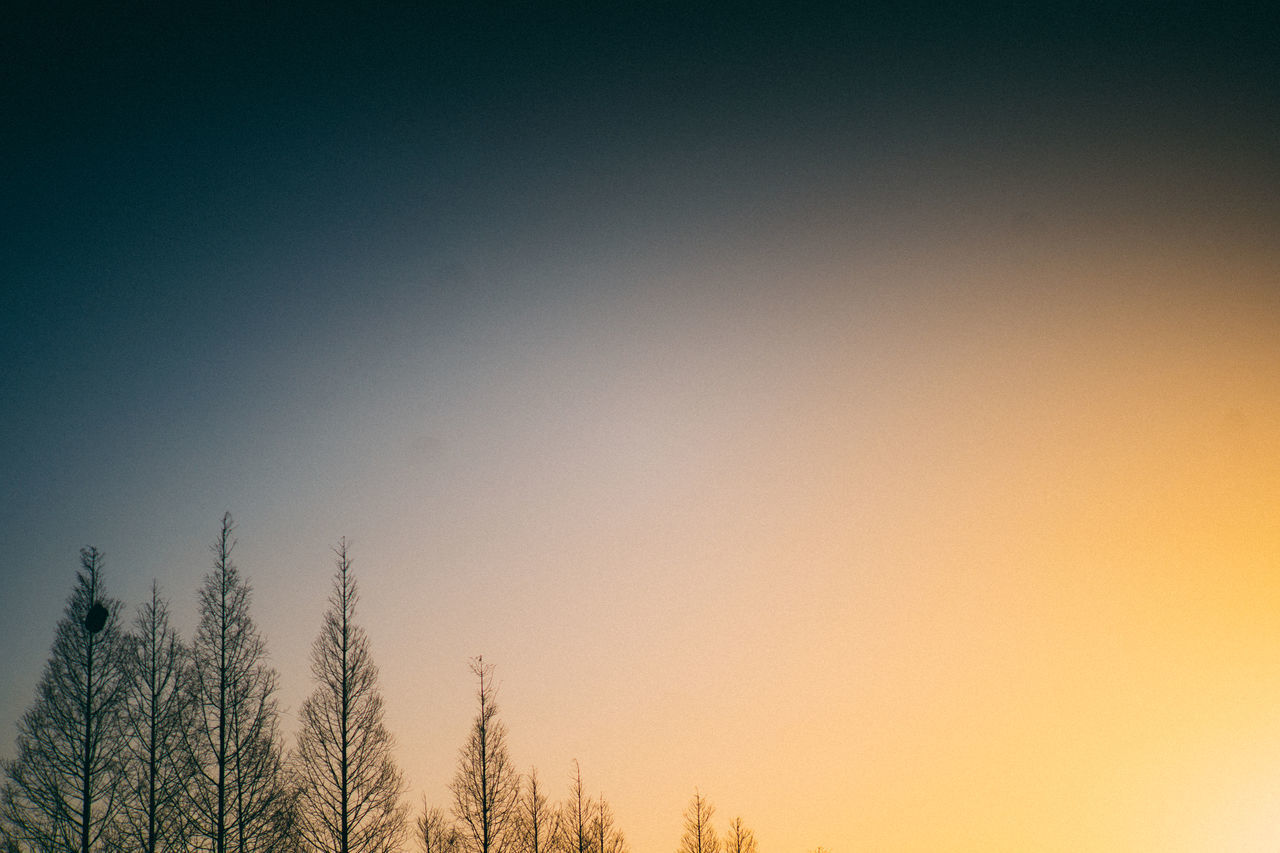 LOW ANGLE VIEW OF TREE AGAINST CLEAR SKY