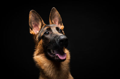 Portrait of a german shepherd in front of an isolated black background. close-up of a 