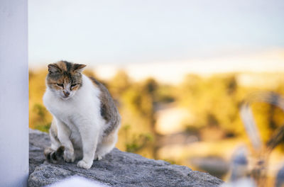 Close-up of cat on retaining wall