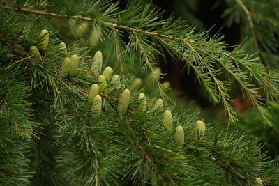 Close-up of pine tree