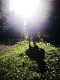 Sun shining through trees in forest