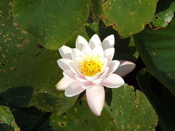 High angle view of white water lily blooming outdoors