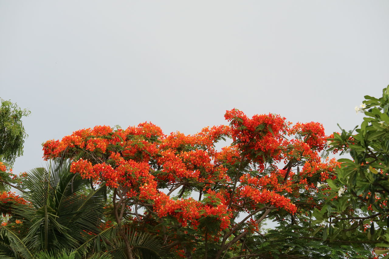 plant, tree, leaf, nature, beauty in nature, growth, flower, no people, red, sky, low angle view, shrub, plant part, orange color, outdoors, autumn, rowan, day, tranquility, environment