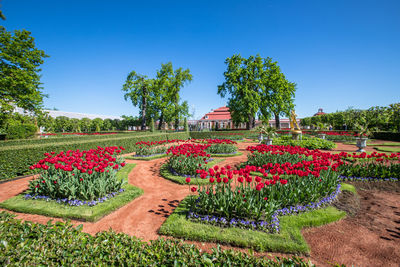 View of flowering plants in garden against blue sky