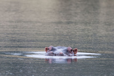 Horse in a sea
