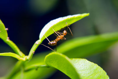 Close-up of insect on leaf