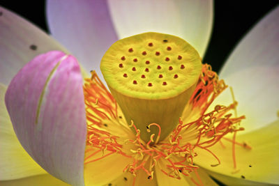 Close-up of pink orchid