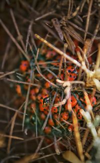 Close-up of plant