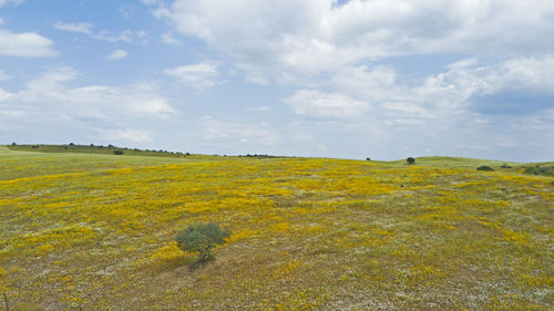 Scenic view of field against sky