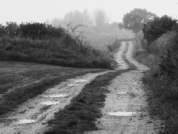 Trees on grassy field