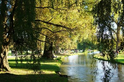 Trees in park