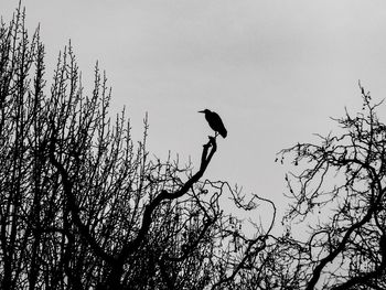 Low angle view of birds perching on branch