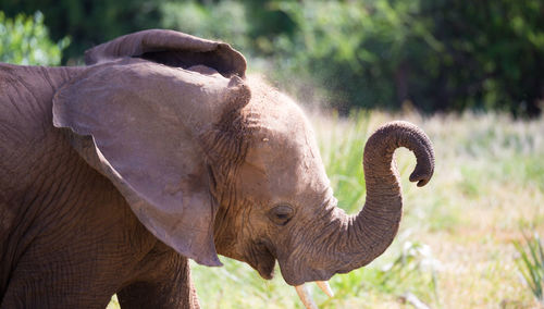 Close-up of elephant