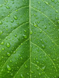 Green background of leaf fibers affected by water drops