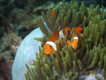 View of fish swimming in sea