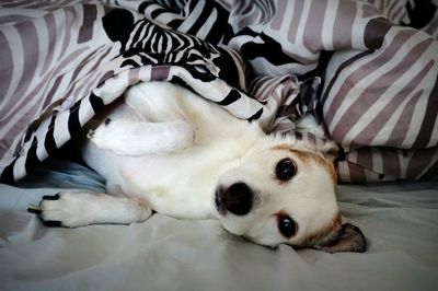 High angle view of dog sleeping on bed