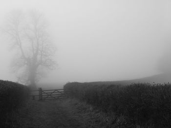 Trees on field against sky