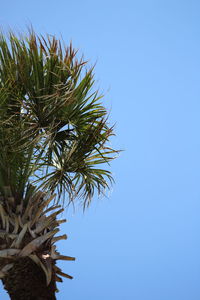 Low angle view of cactus against clear blue sky