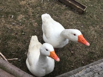 High angle view of duck on field