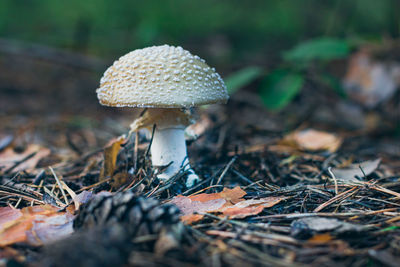 fungus