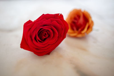 Close-up of red rose on table