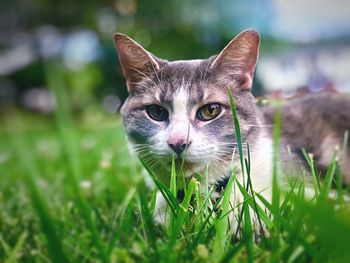 Portrait of cat on field