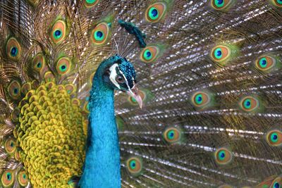 Close-up of peacock