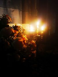 Close-up of illuminated flower plants at night