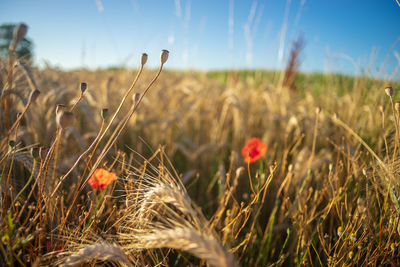 Close-up of stalks in field against sky