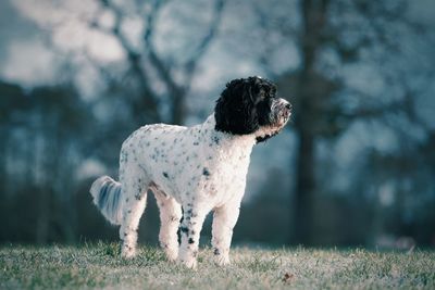 Dog standing on field