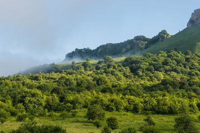 Scenic view of forest against sky