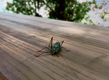 Close-up of insect on wood