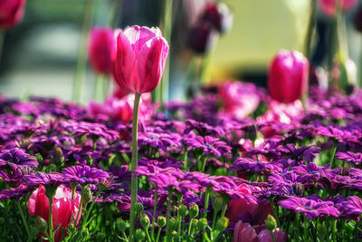 Close-up of pink crocus flowers