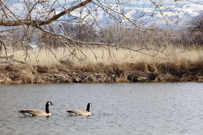 Ducks swimming on lake